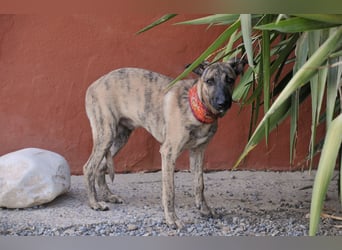 Könnte Ronny vielleicht der kleine Herzenshund sein, auf den du schon gewartet hast?