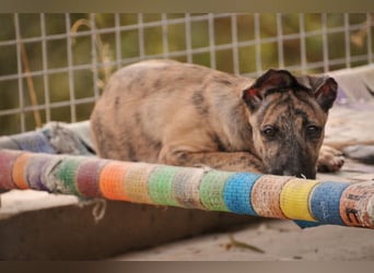 Könnte Ronny vielleicht der kleine Herzenshund sein, auf den du schon gewartet hast?
