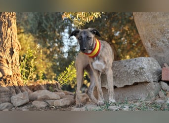 Wer möchte Ronia aus ihrem spanischen Tierheimalltag abholen und ihr endlich das Zuhause schenken?