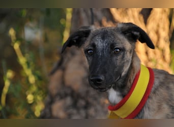 Wer möchte Ronia aus ihrem spanischen Tierheimalltag abholen und ihr endlich das Zuhause schenken?