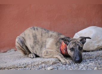 Könnte Ronny vielleicht der kleine Herzenshund sein, auf den du schon gewartet hast?