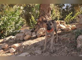 Könnte Ronny vielleicht der kleine Herzenshund sein, auf den du schon gewartet hast?