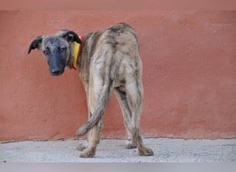 Wer möchte Ronia aus ihrem spanischen Tierheimalltag abholen und ihr endlich das Zuhause schenken?