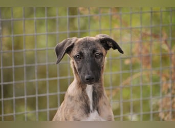Wer möchte Ronia aus ihrem spanischen Tierheimalltag abholen und ihr endlich das Zuhause schenken?