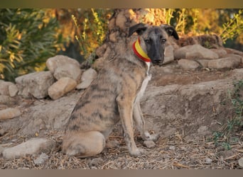 Wer möchte Ronia aus ihrem spanischen Tierheimalltag abholen und ihr endlich das Zuhause schenken?