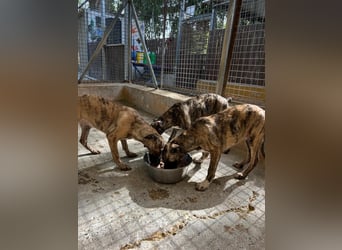 Könnte Ronny vielleicht der kleine Herzenshund sein, auf den du schon gewartet hast?