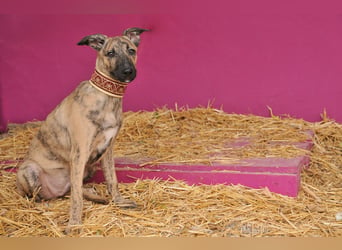 Könnte Ronny vielleicht der kleine Herzenshund sein, auf den du schon gewartet hast?