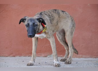 Wer möchte Ronia aus ihrem spanischen Tierheimalltag abholen und ihr endlich das Zuhause schenken?
