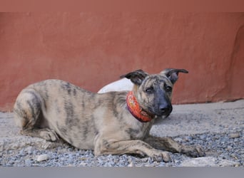 Könnte Ronny vielleicht der kleine Herzenshund sein, auf den du schon gewartet hast?