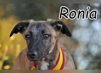 Wer möchte Ronia aus ihrem spanischen Tierheimalltag abholen und ihr endlich das Zuhause schenken?
