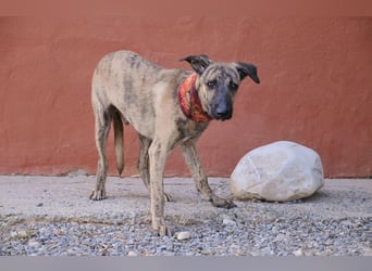 Könnte Ronny vielleicht der kleine Herzenshund sein, auf den du schon gewartet hast?
