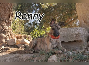 Könnte Ronny vielleicht der kleine Herzenshund sein, auf den du schon gewartet hast?