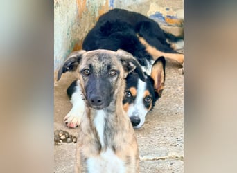 Wer möchte Ronia aus ihrem spanischen Tierheimalltag abholen und ihr endlich das Zuhause schenken?
