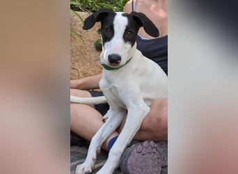 Neugieriger Junghund Figo wartet auf unserem Tierschutzhof in Portugal!