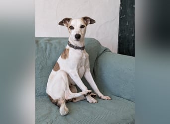 Sanfte Whippet-Mischlingshündin Yuki wartet in Portugal auf unserem Tierschutzhof!
