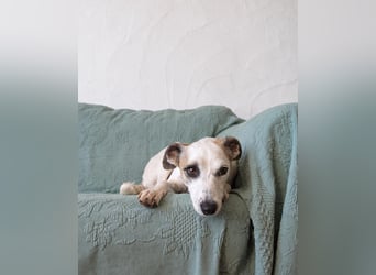 Sanfte Whippet-Mischlingshündin Yuki wartet in Portugal auf unserem Tierschutzhof!