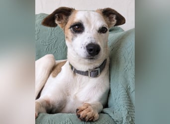 Sanfte Whippet-Mischlingshündin Yuki wartet in Portugal auf unserem Tierschutzhof!