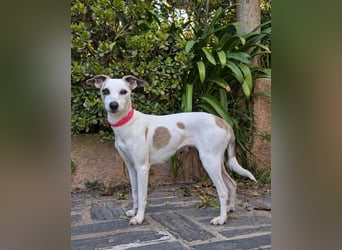 Sanfte Whippet-Mischlingshündin Yuki wartet in Portugal auf unserem Tierschutzhof!