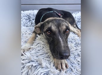 Zarter Junghund Neo wartet in Portugal auf unserem Tierschutzhof!