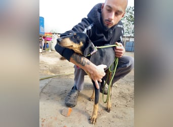 Lady sucht ein Zuhause voller Liebe