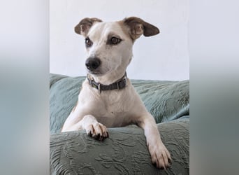 Sanfte Whippet-Mischlingshündin Yuki wartet in Portugal auf unserem Tierschutzhof!
