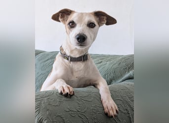 Sanfte Whippet-Mischlingshündin Yuki wartet in Portugal auf unserem Tierschutzhof!