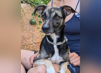 Zarter Junghund Neo wartet in Portugal auf unserem Tierschutzhof!