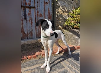 Neugieriger Junghund Figo wartet auf unserem Tierschutzhof in Portugal!