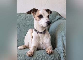 Sanfte Whippet-Mischlingshündin Yuki wartet in Portugal auf unserem Tierschutzhof!