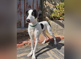 Neugieriger Junghund Figo wartet auf unserem Tierschutzhof in Portugal!