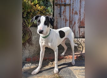 Neugieriger Junghund Figo wartet auf unserem Tierschutzhof in Portugal!