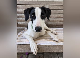 Neugieriger Junghund Figo wartet auf unserem Tierschutzhof in Portugal!