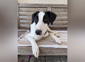 Neugieriger Junghund Figo wartet auf unserem Tierschutzhof in Portugal!