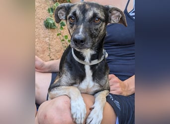 Zarter Junghund Neo wartet in Portugal auf unserem Tierschutzhof!