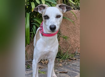 Sanfte Whippet-Mischlingshündin Yuki wartet in Portugal auf unserem Tierschutzhof!