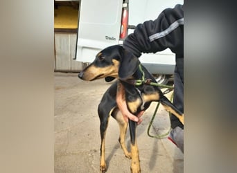 Lady sucht ein Zuhause voller Liebe
