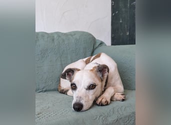 Sanfte Whippet-Mischlingshündin Yuki wartet in Portugal auf unserem Tierschutzhof!