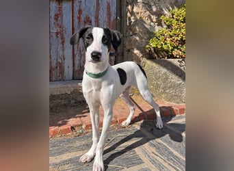 Neugieriger Junghund Figo wartet auf unserem Tierschutzhof in Portugal!