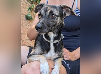 Zarter Junghund Neo wartet in Portugal auf unserem Tierschutzhof!