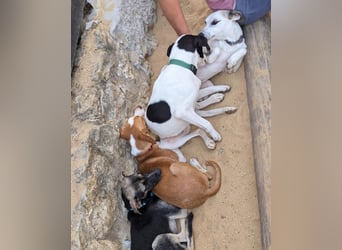 Sanfte Whippet-Mischlingshündin Yuki wartet in Portugal auf unserem Tierschutzhof!
