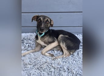 Zarter Junghund Neo wartet in Portugal auf unserem Tierschutzhof!