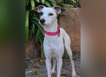 Sanfte Whippet-Mischlingshündin Yuki wartet in Portugal auf unserem Tierschutzhof!