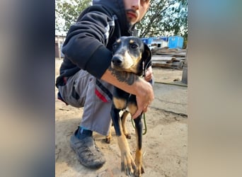 Lady sucht ein Zuhause voller Liebe