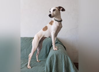 Sanfte Whippet-Mischlingshündin Yuki wartet in Portugal auf unserem Tierschutzhof!