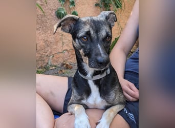Zarter Junghund Neo wartet in Portugal auf unserem Tierschutzhof!