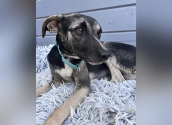 Zarter Junghund Neo wartet in Portugal auf unserem Tierschutzhof!