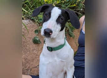Neugieriger Junghund Figo wartet auf unserem Tierschutzhof in Portugal!