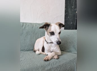 Sanfte Whippet-Mischlingshündin Yuki wartet in Portugal auf unserem Tierschutzhof!