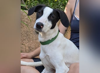 Neugieriger Junghund Figo wartet auf unserem Tierschutzhof in Portugal!