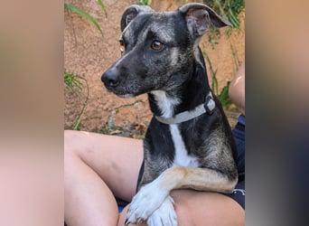 Zarter Junghund Neo wartet in Portugal auf unserem Tierschutzhof!